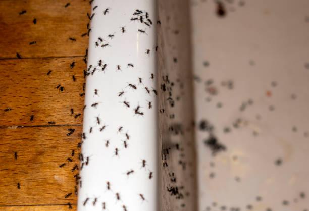 Best Pest Prevention Services  in Granite Hills, CA
