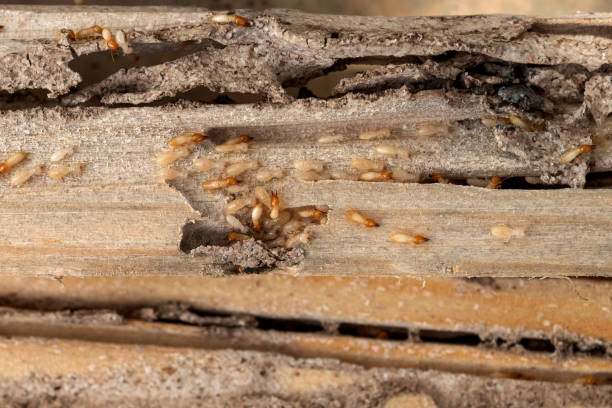 Best Mosquito Control Services  in Granite Hills, CA