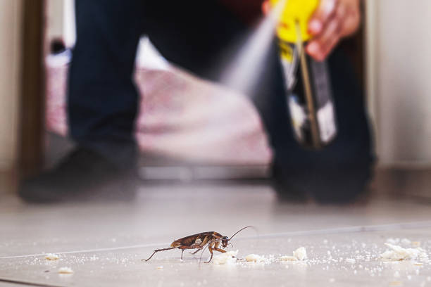 Best Flea Control Services  in Granite Hills, CA
