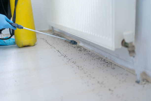 Professional Pest Control in Granite Hills, CA